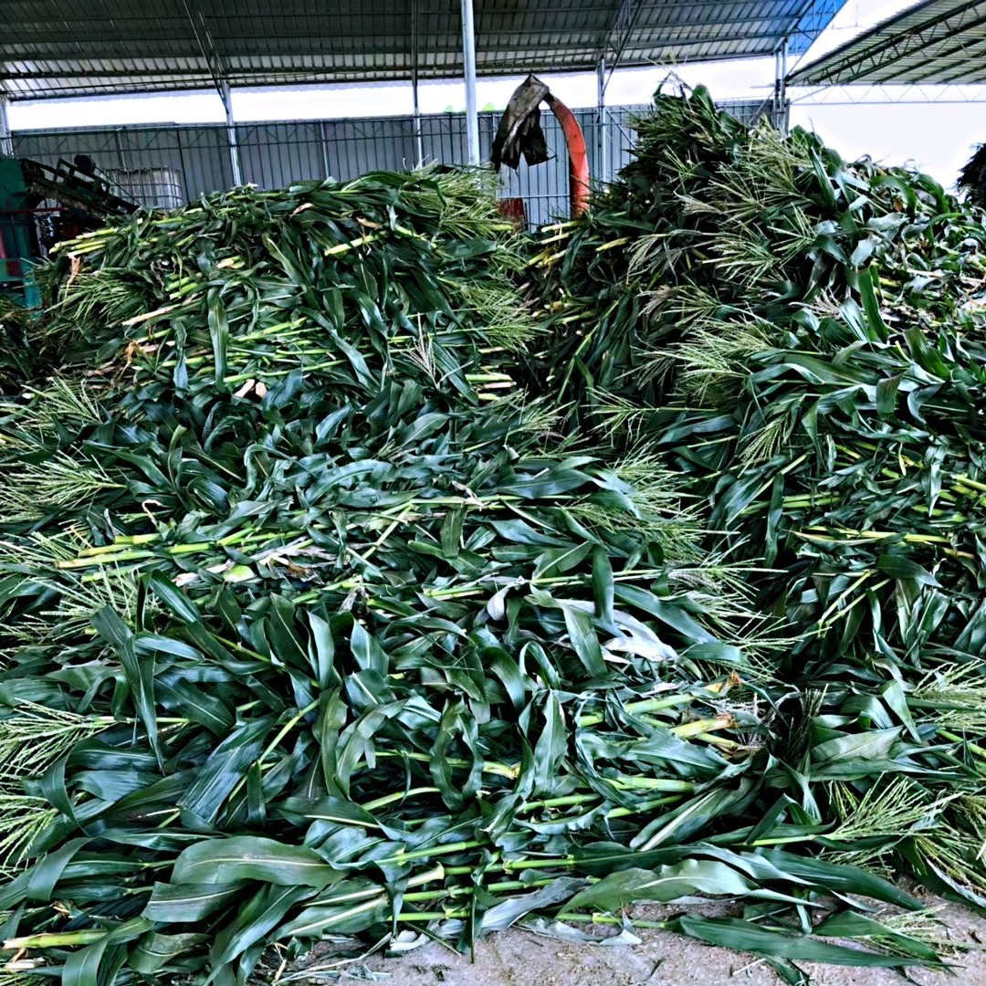 青储玉米秸秆 牛羊草料压块 黄储发酵饲料 青贮牧草甘蔗尾叶
