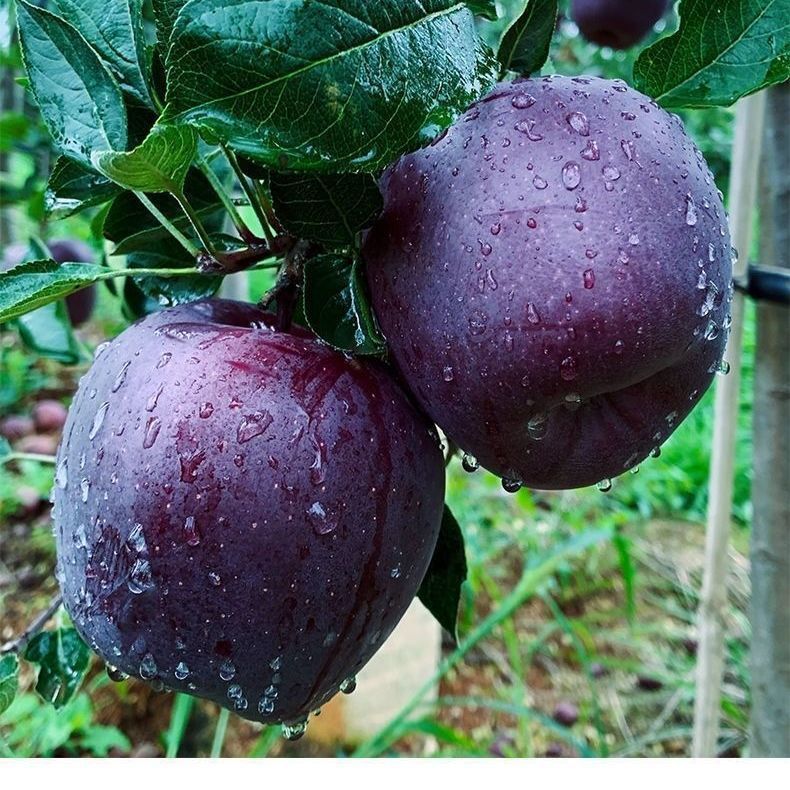 【爆甜】黑苹果黑卡黑钻水果5/10斤整箱批发