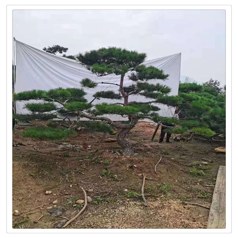 泰山造型黑松 3米高5米高造型景松 斜飘造型黑松 假植苗成活率高