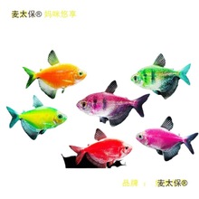 七彩鱼天使鱼观赏鱼淡水斑马鱼小型好养热带鱼耐活神仙鱼金麦太保
