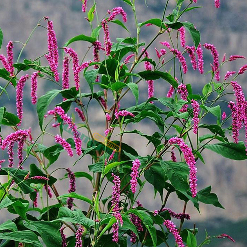 一年生草本花卉