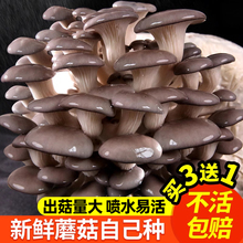 蘑菇种植包平菇香菇菌包家种食用菌磨菇儿童自种家庭种子批发