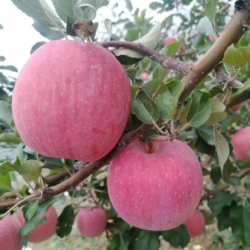 2025年甘肃静宁新鲜现摘当季山地红富士苹果清爽脆甜全红特级苹果