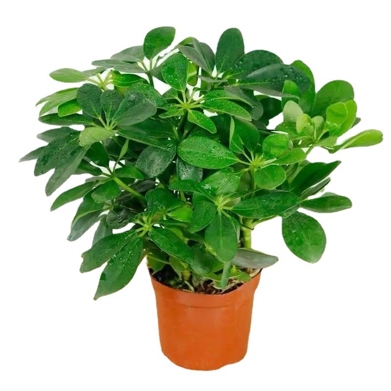 鸭脚木盆栽 鸭掌木鸭脚木盆景办公室庭院绿植发财树规格齐全