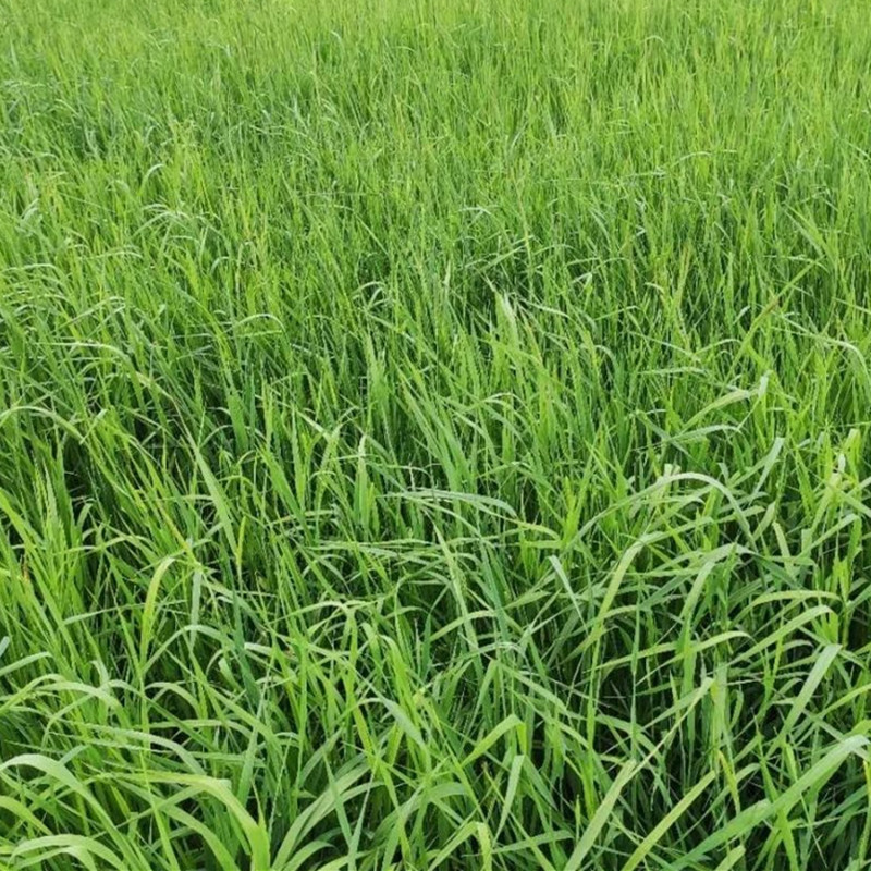 4送1提摩西草干草500g兔子龙猫饲料豚鼠粮食牧草甘肃北提21年新草