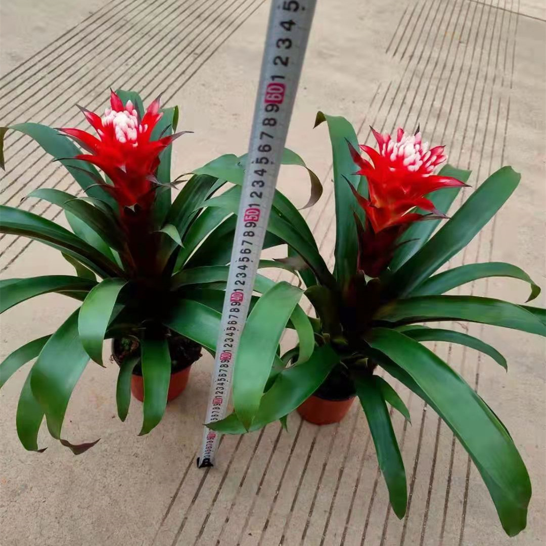 130杯白雪公主鸿运当头室内庭院阳台办公室观叶观花绿植花卉-阿里巴巴