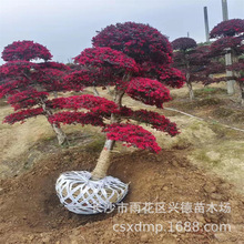 批发红继木桩 湖南造型红继木桩景 园林观赏风景树 规格多