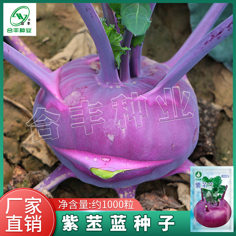 种子菜紫色夏秋冬季菜孑龙须菜种子盆栽四季阳台春季蔬菜种孑061