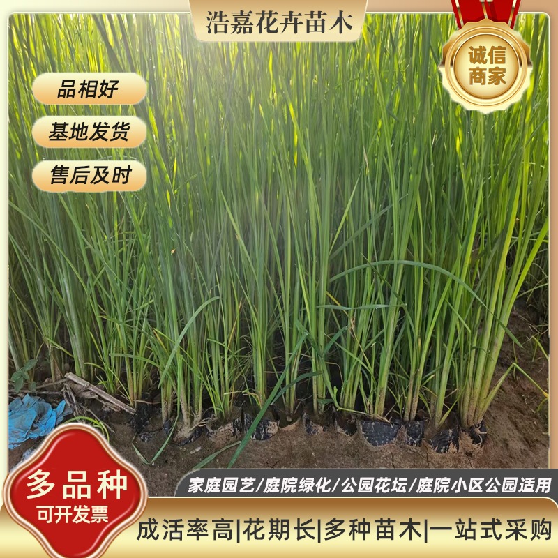 多芽香蒲小苗盆栽 水生植物租摆用苗常绿绿化工程苗 工程苗香蒲苗