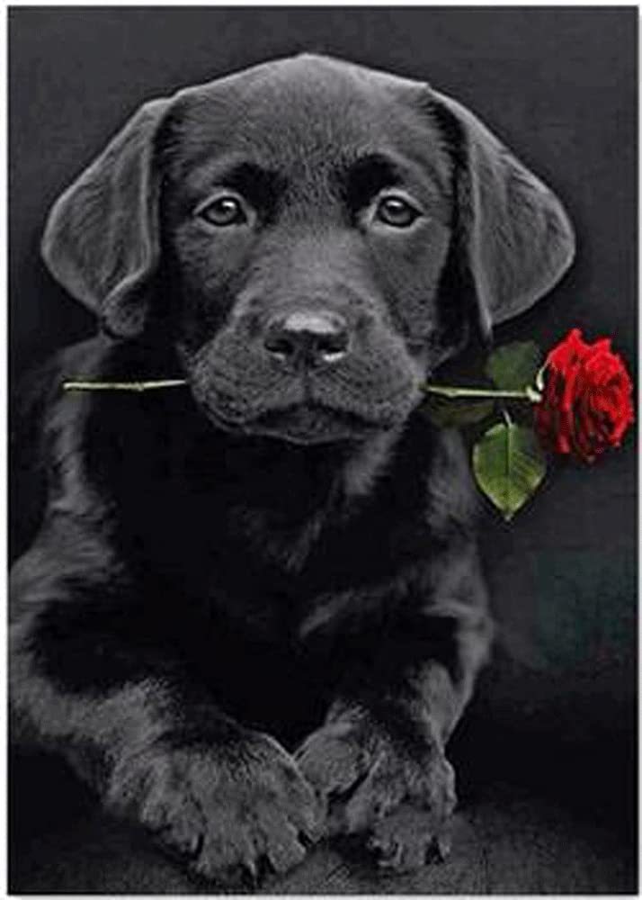 拉布拉多黑狗叼着一朵红色玫瑰花犬动物钻石画