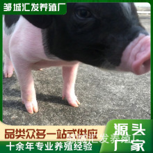 可爱巴马香猪宠物家养景区繁殖小朋友互动投喂健康一对幼崽