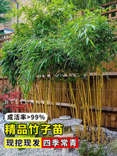 竹子苗庭院四季耐寒植物观赏大型竹子盆栽紫竹苗黄金竹罗汉竹绿植