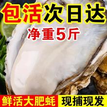 包活鲜活乳山生蚝新鲜牡蛎大肉海蛎子5斤刺身即食海鲜水产