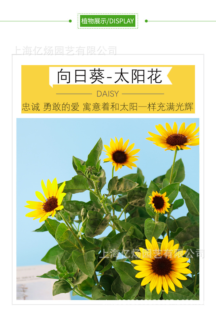 向日葵花卉盆栽 光辉岁月多年生 花开不断阳台庭院绿植厂家直销
