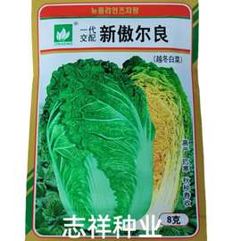 韩国黄芯大白菜种子傲雪迎春越冬白菜籽 秋种春收耐寒性强10克