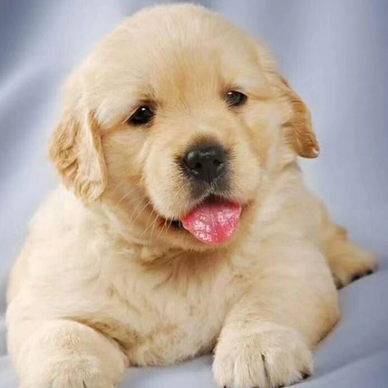 福汪 金毛幼犬宠物狗狗大型犬幼崽纯种金毛狗小狗崽导盲犬家