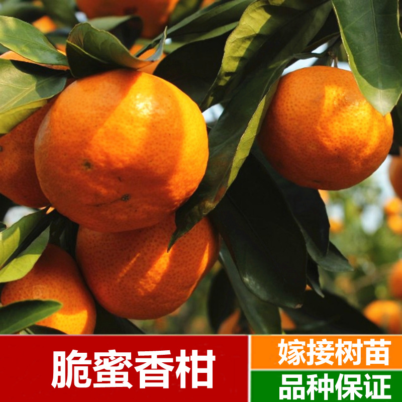 高糖杂柑树苗 爱媛38号杂柑苗 嫁接柑桔苗果冻橙树苗橘子树苗果苗