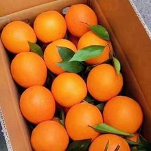 橙子新鲜脐橙水果新鲜甜橙冰糖橙爱媛果冻橙非赣南的脐橙整箱批发
