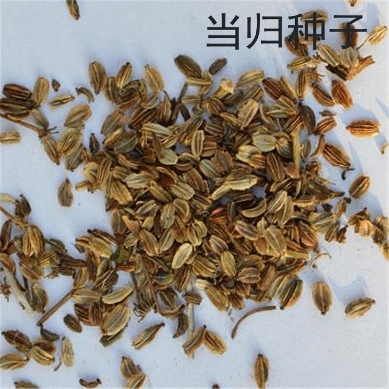 散装当归种子 材种子 秦归 云归西当归土当归干归种籽达乌里当归