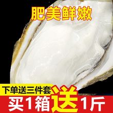 生蚝整箱顺丰乳新鲜大牡蛎带壳海蛎子贝类海鲜鲜活水产5斤厂家