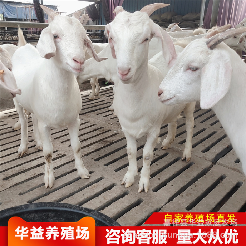 怀孕的羊波尔山羊一只山东大型养殖场育肥美国白山羊黑山羊-阿里巴巴