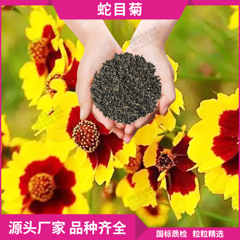 蛇目菊种子室内室外阳台庭院观赏小波斯菊花籽一年生草本植物种子