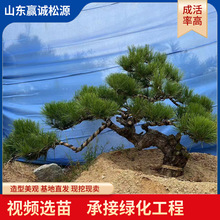 景区苗木四季常青造型景观松园林绿化苗木造型黑松3米5米景观松树