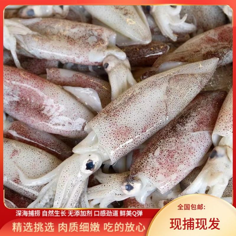活冻灯光鱿鱼小管鱿鱼冰鲜冷冻尤鱼小管鱿鱼新鲜鱿鱼海兔鲜活