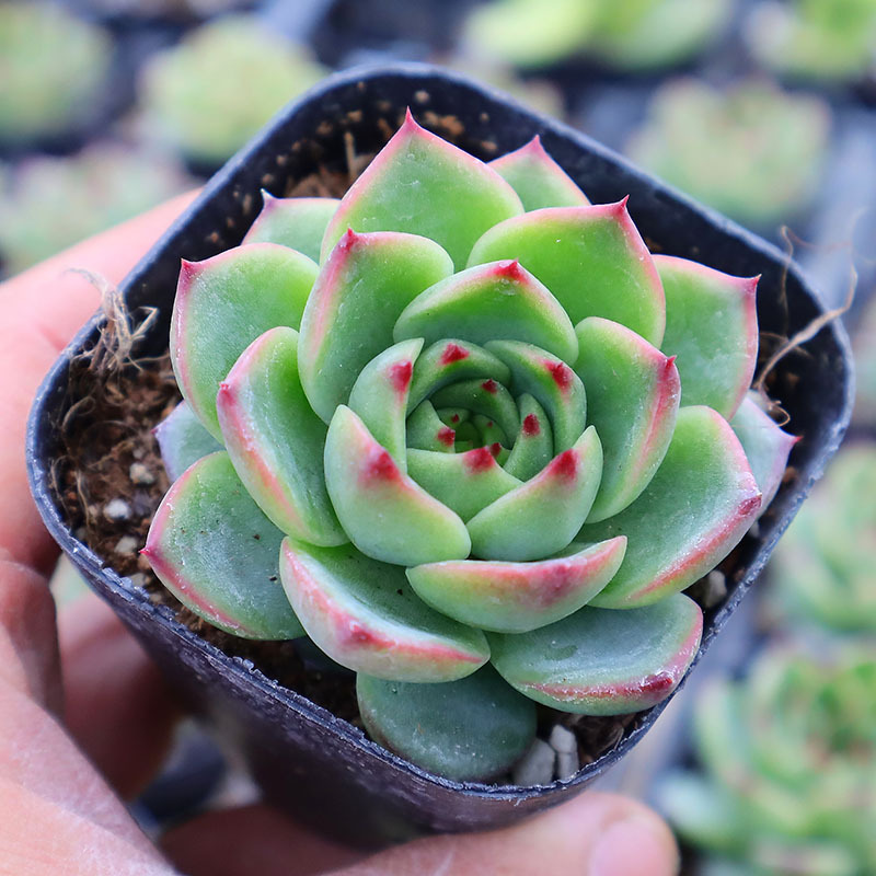 678基地批发多肉植物系列 状态乌拉克拉群盆10cm多肉品种-报价