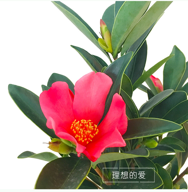 四季开花杜鹃红山茶花室内室外盆栽庭院绿植花卉带花苞开花不断