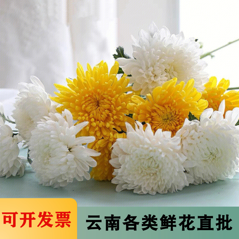 菊花鲜花批发黄菊花白菊花清明节祭奠追悼用花黄白菊鲜花基地直批