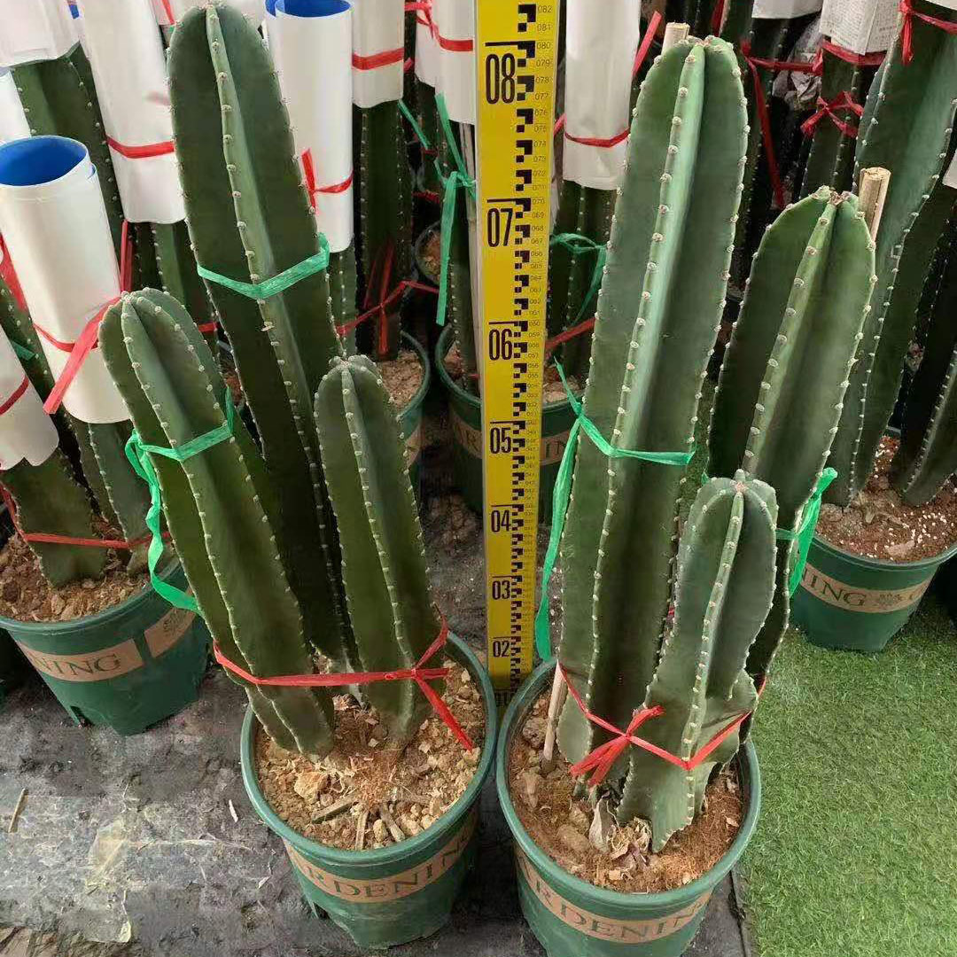基地直供 仙人球多肉植物花卉居家绿植花卉 3加仑3头量天尺