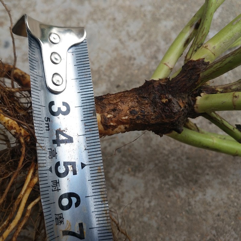 蔷薇嫁接杆带根无刺蔷薇杆子月季嫁接砧木棒棒糖嫁接杆白花跨境专