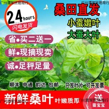 新鲜桑叶嫩现摘喂蚕送金丝蚕宝宝学生养蚕套装大叶桑树叶饲料蚕卵