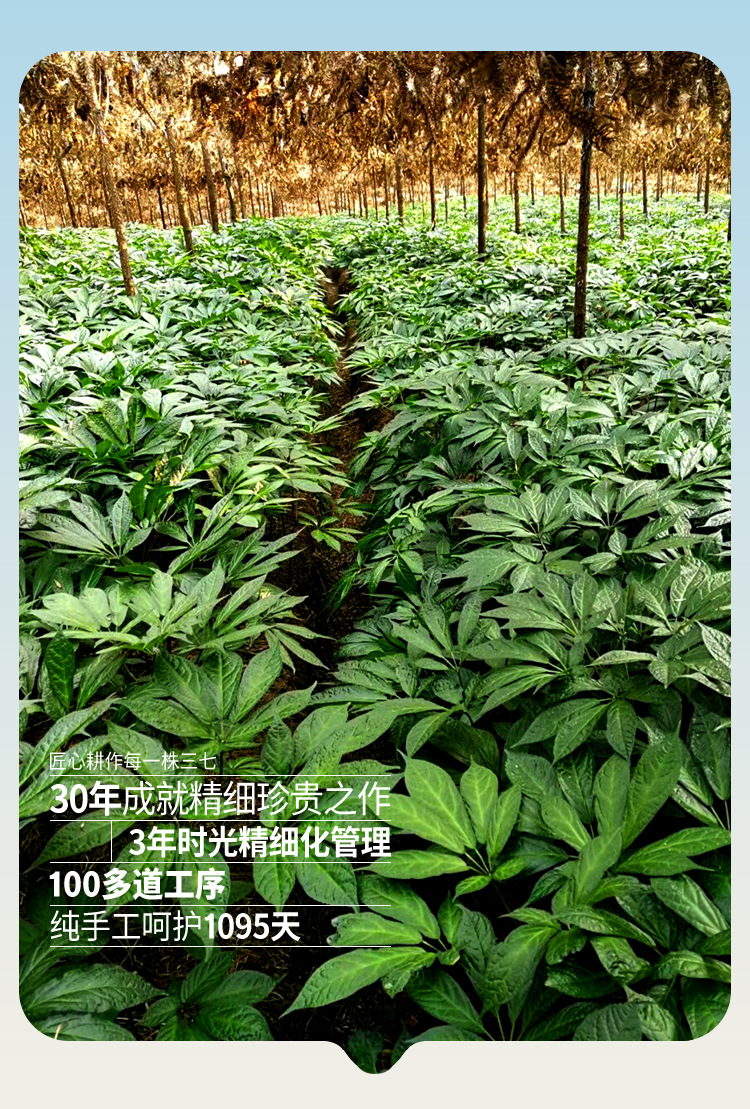 文山苗七30头三七粉100克/瓶足龄云南文山超细三七粉正品田七批发