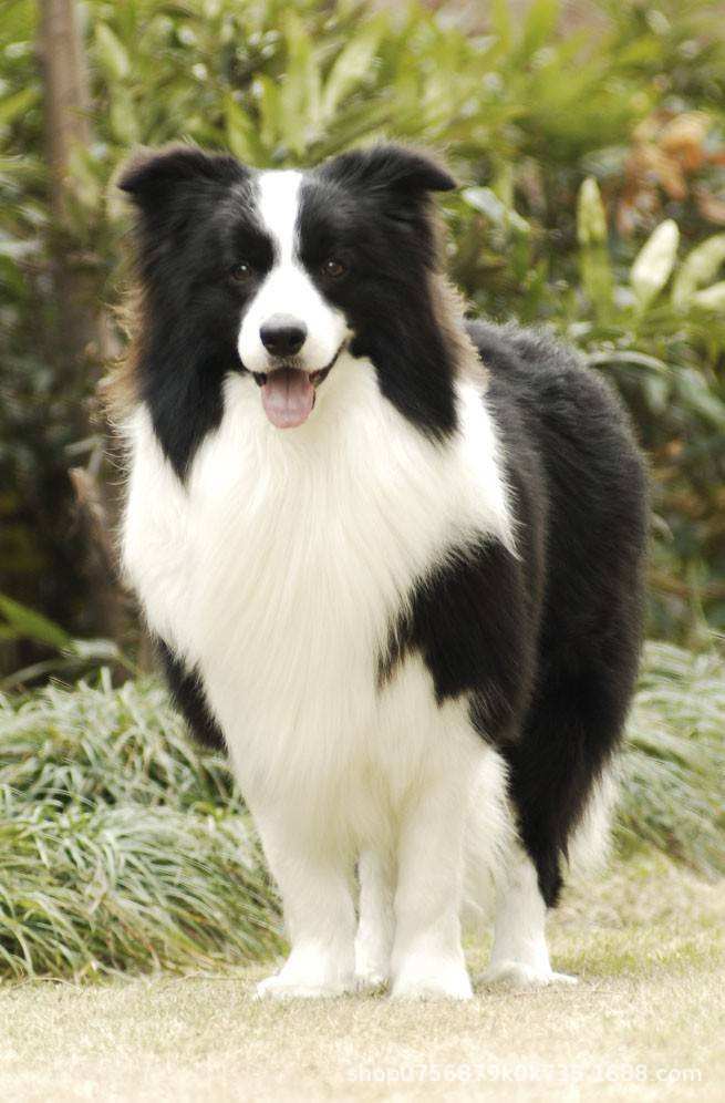 出售边境牧羊犬活体高智商宠物犬三通七白陨石黑白边牧带证书