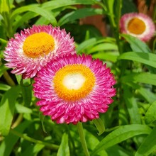 批发麦秆菊种子腊菊麦杆菊景观绿化盆栽花卉家庭阳台园艺切花观花