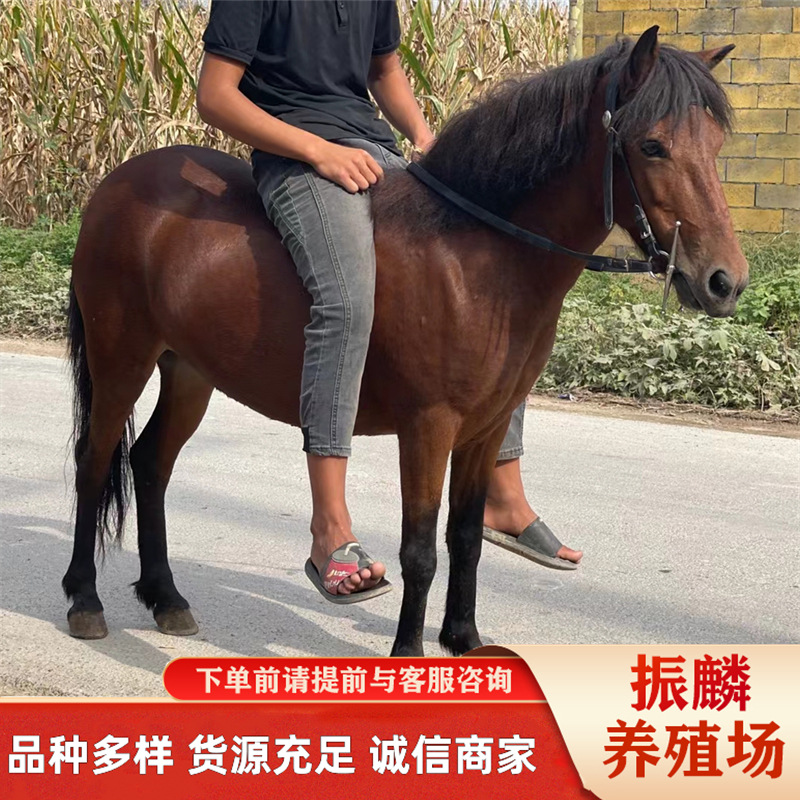 马匹出售休闲骑乘马景区旅游用马温顺好骑的马一匹矮马回收-阿里巴巴