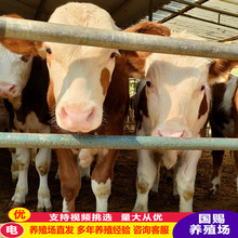 西门塔尔牛牛犊活体小牛仔育肥肉牛架子牛牛犊改良牛苗 怀孕母牛