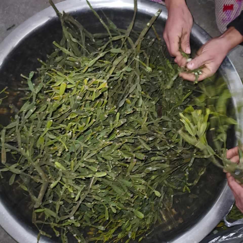 螃蟹脚云南普洱古树寄生扁枝槲寄生自然晾晒手工切原生态上海包装