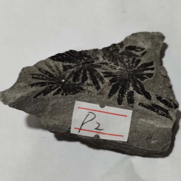 树叶化石植物轮叶古生物化石二叠纪教学科普收藏品观赏石标本