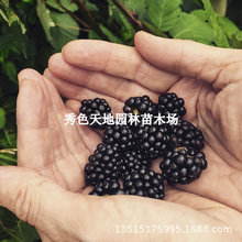 热卖新品种黑树莓苗黑莓树苗水果苗美国当年结果智利黑莓苗覆盆子