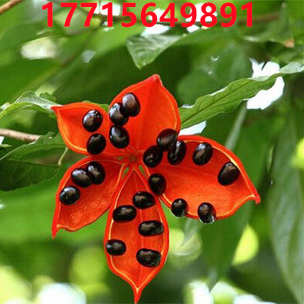 苹婆树苗 凤眼果苗 凤眼果树苗 阳台庭院种植 实生苗盆栽苗果树苗