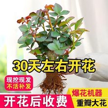 【香水味】玫瑰花苗老桩盆栽玫瑰四季开花室内外阳台花卉绿植盆栽