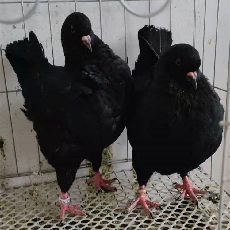 2斤多元宝鸽子 黄卡奴鸽 落地王鸽 公斤元宝鸽 大体肉鸽养殖场