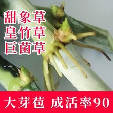 多年生甜象草3号无毛皇竹草巨菌草巴西红橡草牧草王中华粮草种节