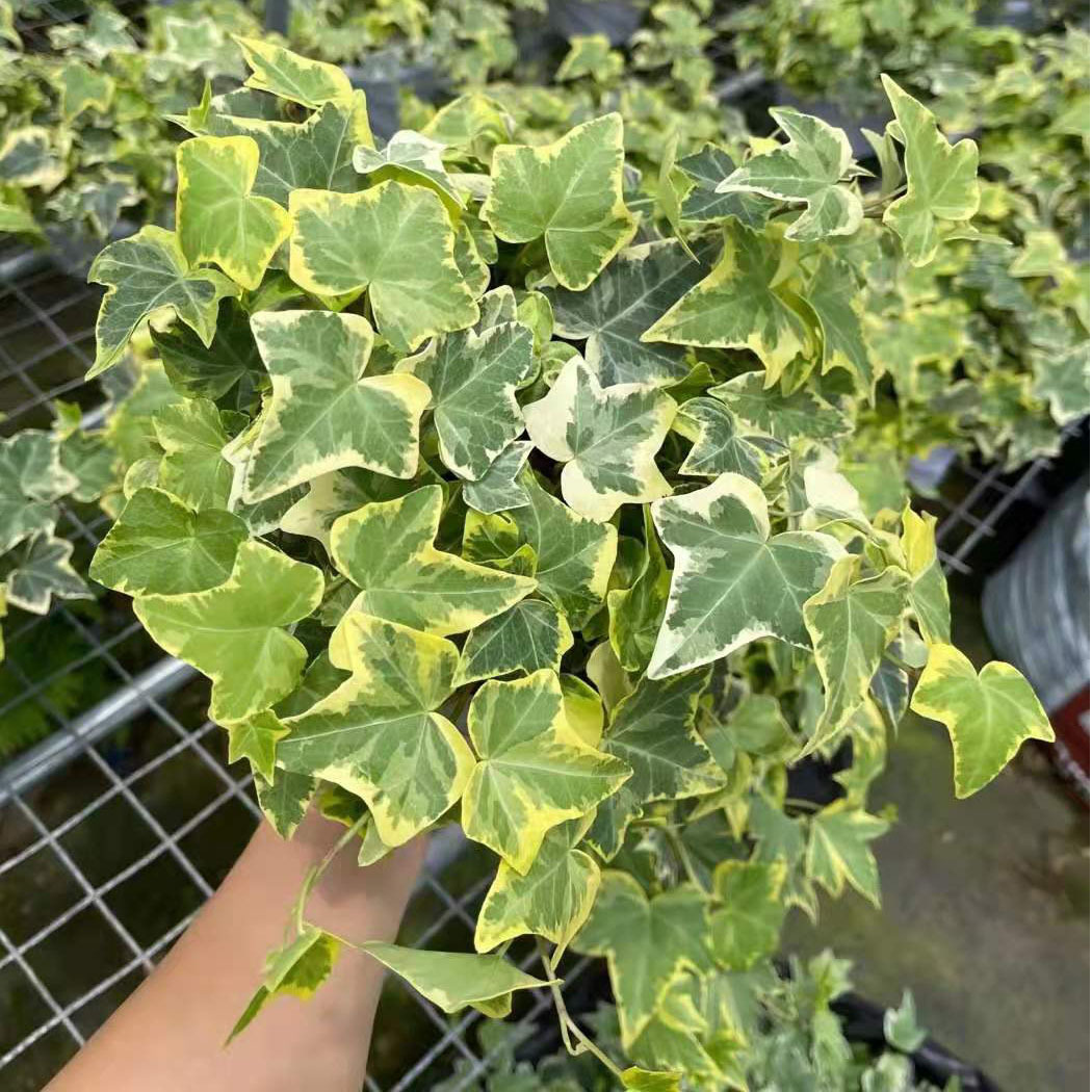 【基地直供】观叶植物小盆栽藤爬植物绿化专用 165金边常春藤