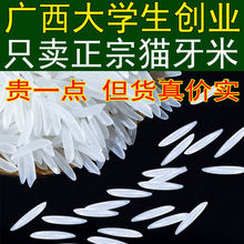 猫牙米2023年新大米广西长生态象牙米晚稻一级香米厂家直销代发