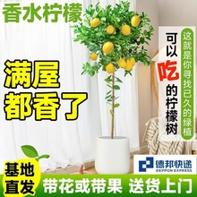 一件代发四季结果柠檬树盆栽包邮阳台带果花苞树苗庭院植物水果树