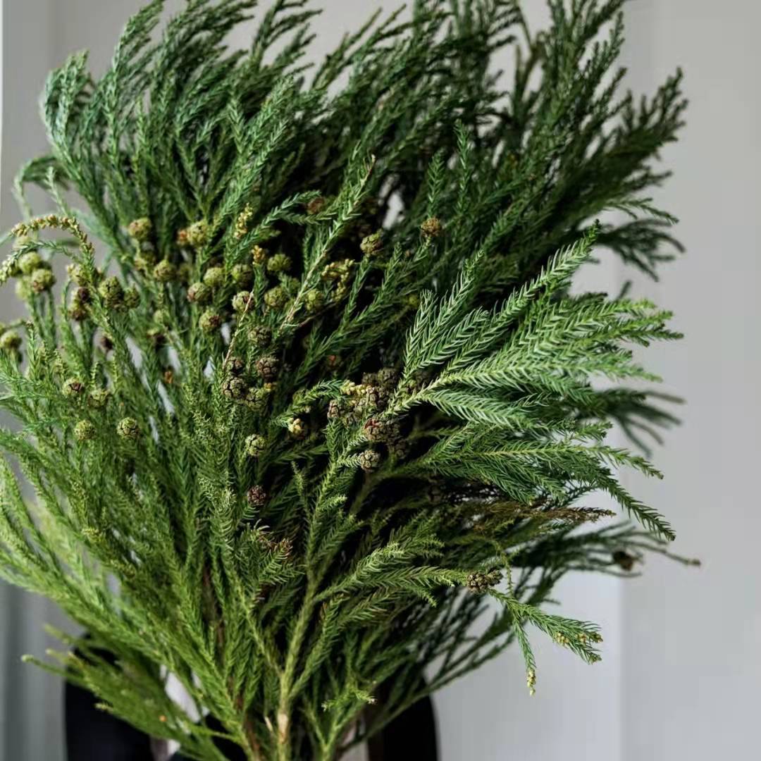 【网红新品】天竺少女松水培绿植圣诞花材懒人易养超长待机顺丰包